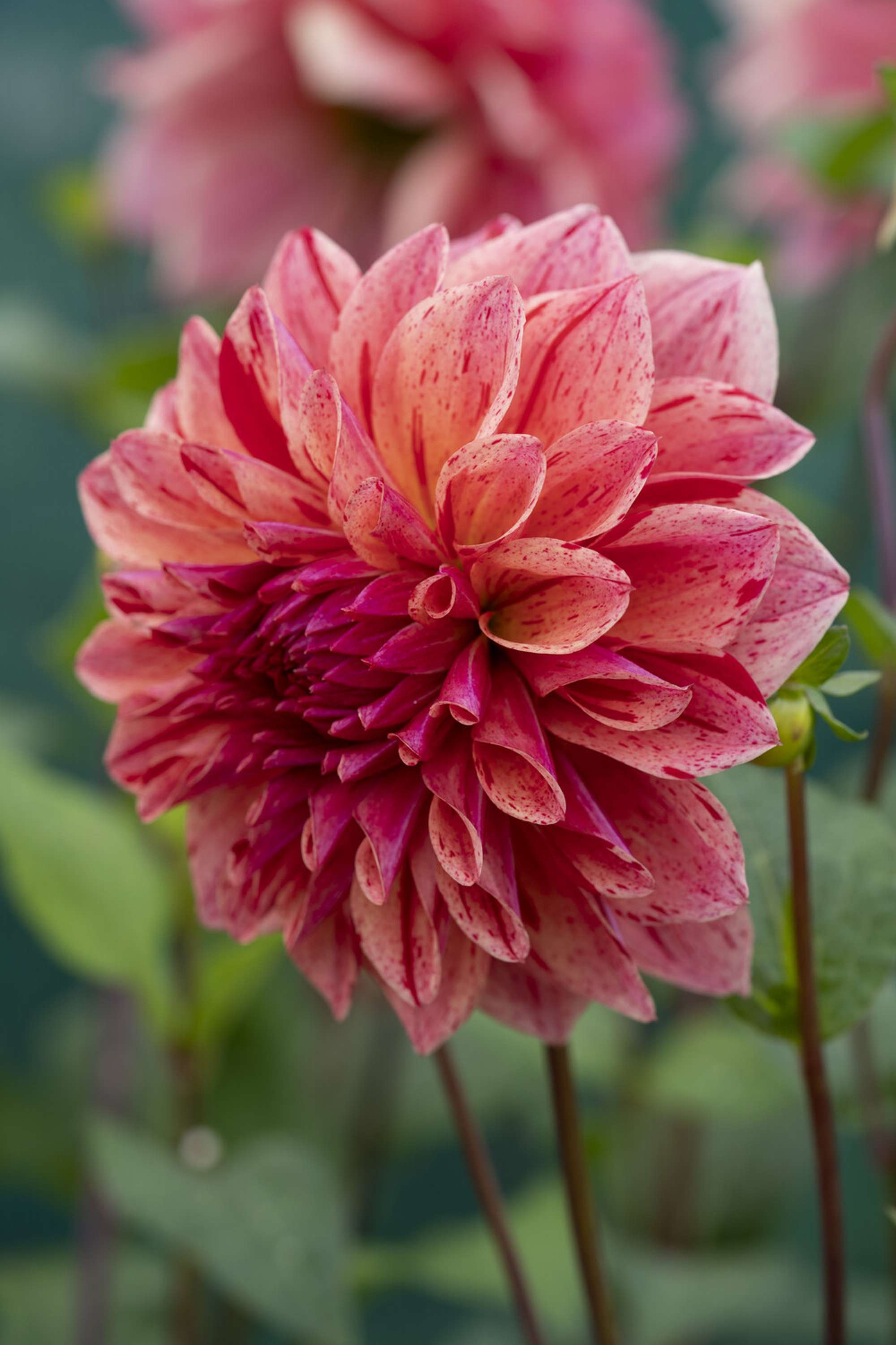 Dahlia 'Sturm Princess